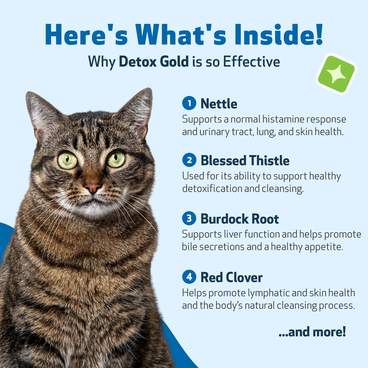 Cat Detox Supplement, Liquid Herbal Support for Gentle Elimination, Immune Function and Everyday Vitality