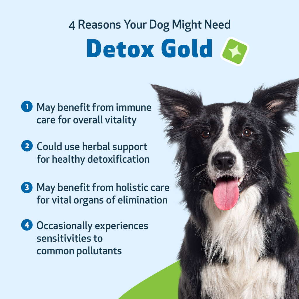 Dog Detox Supplement Liquid for Gentle Daily Detoxification and Elimination Support, 2 oz or 4 oz