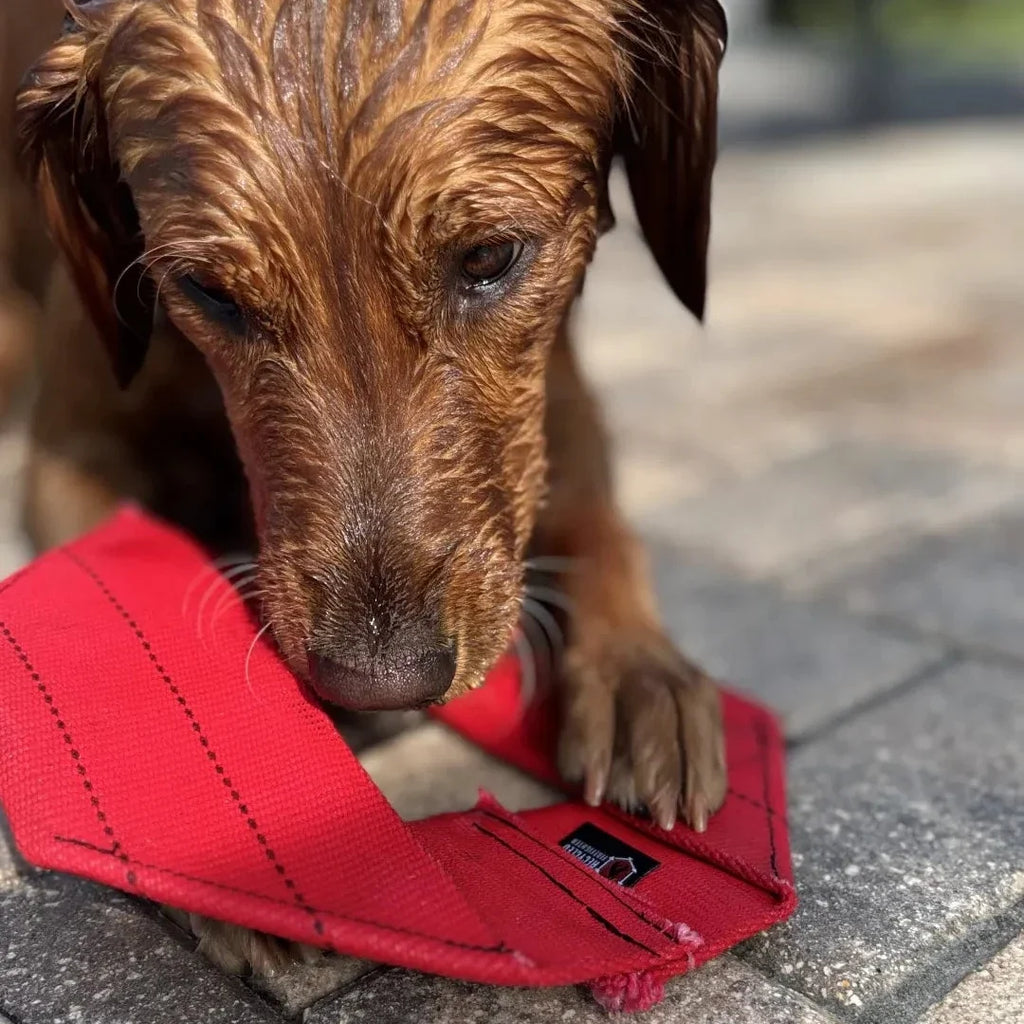 Dog Frisbee product image 10