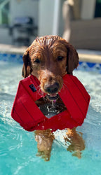 Dog Frisbee product image 12