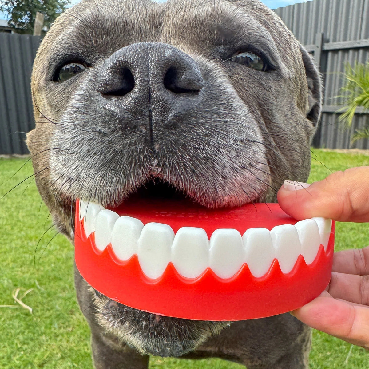 Dog Chew Toy product image 3
