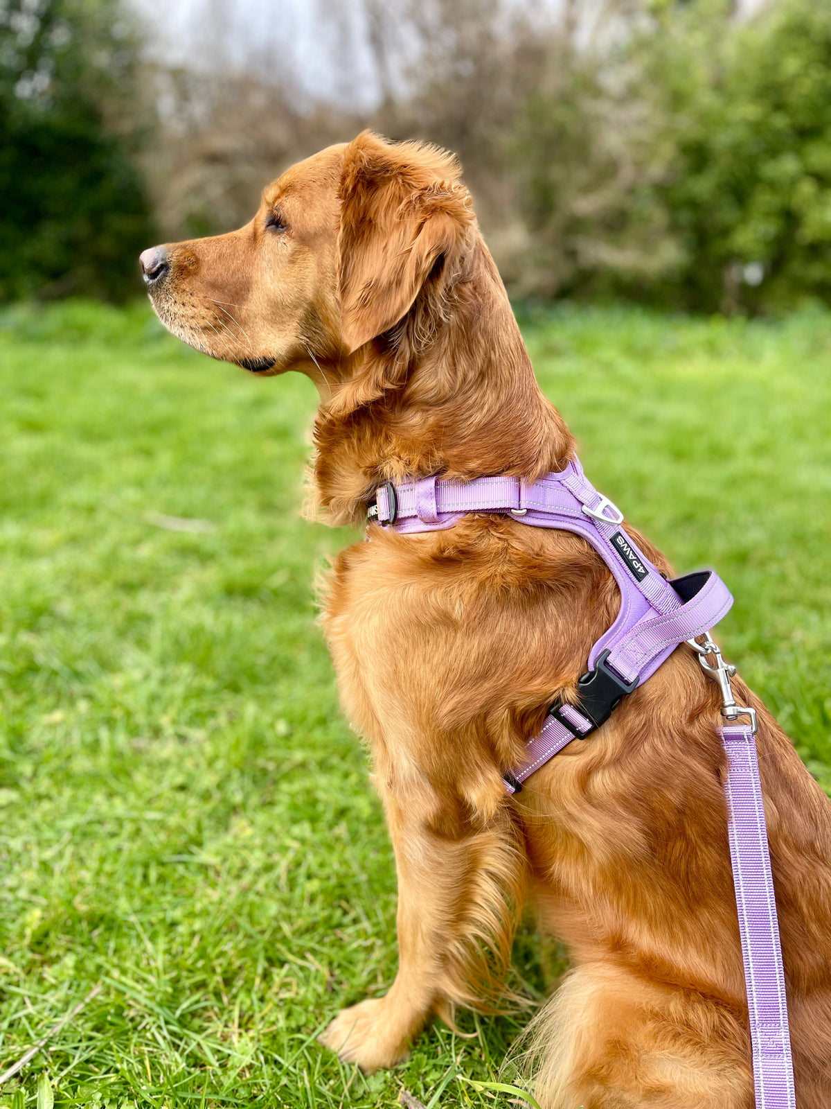 Dog Harness product image 15