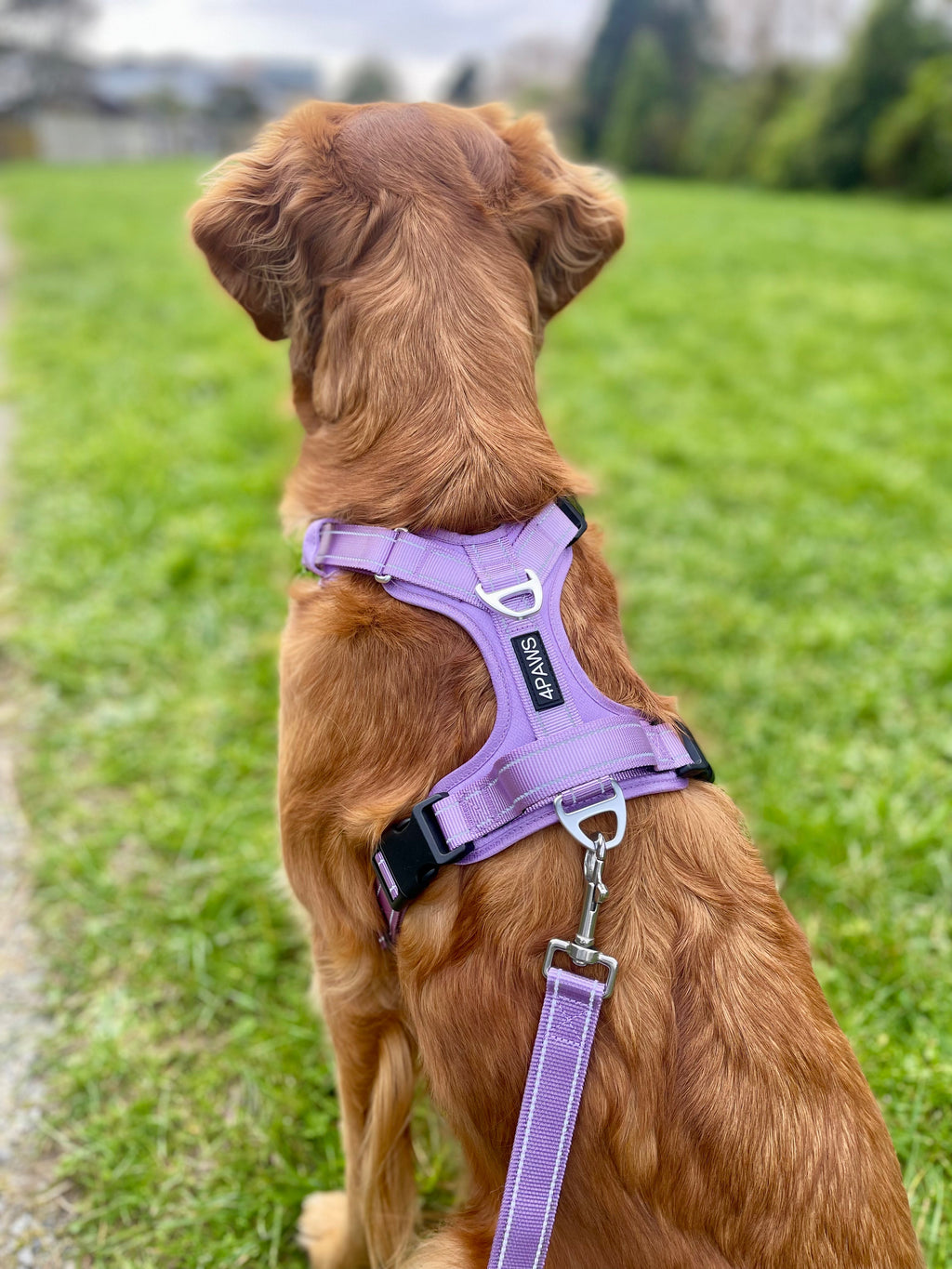 Dog Harness product image 3