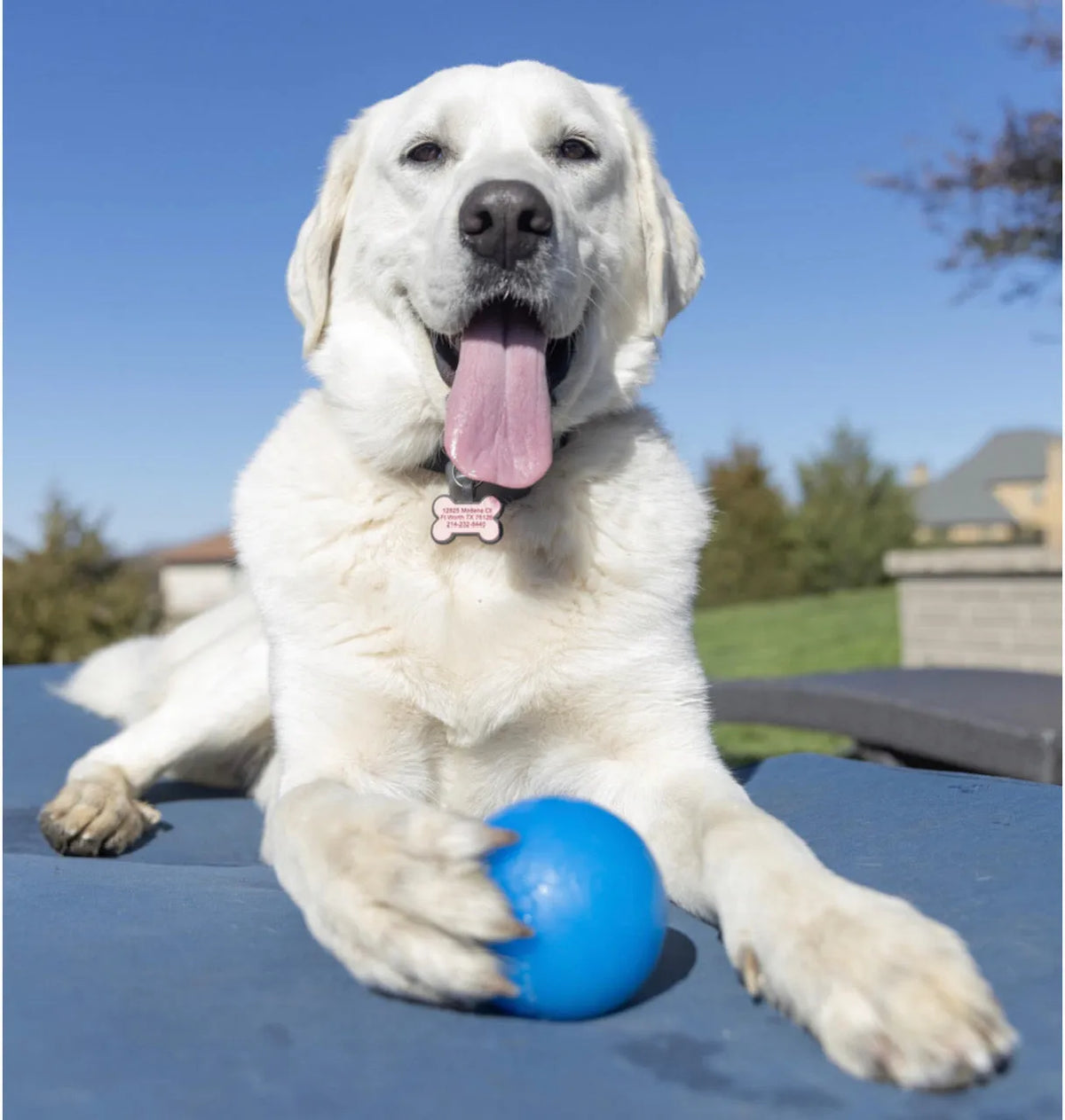 Dog Fetch Ball product image 8