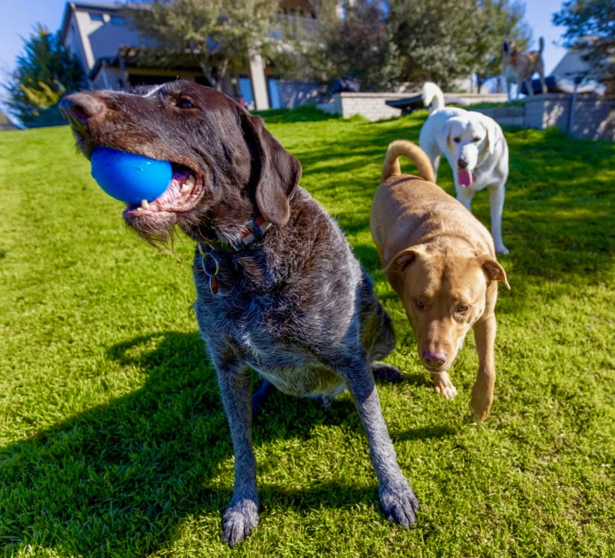 Dog Fetch Ball product image 5
