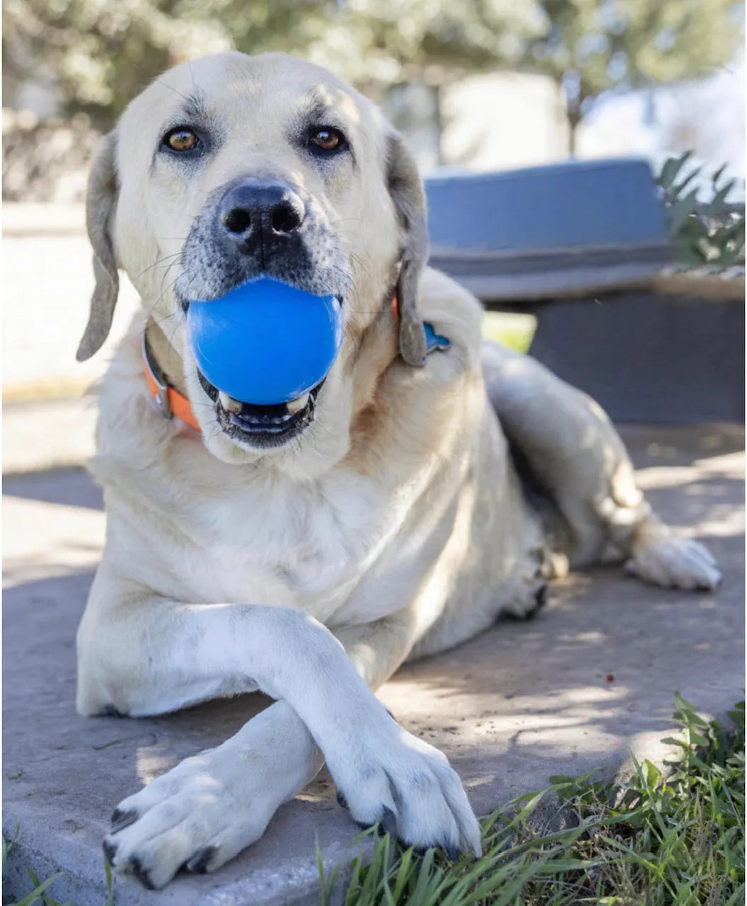 Dog Fetch Ball product image 7
