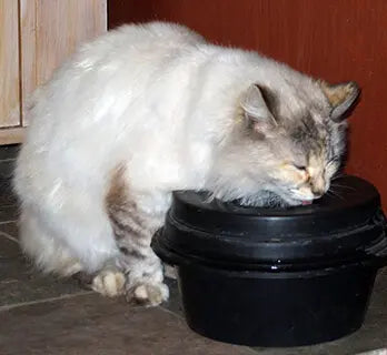 Dog Water Bowl product image 17