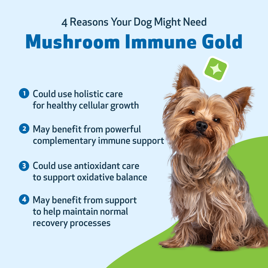 Dog immune support supplement kit for antioxidant balance and everyday holistic wellness, two liquid formulas