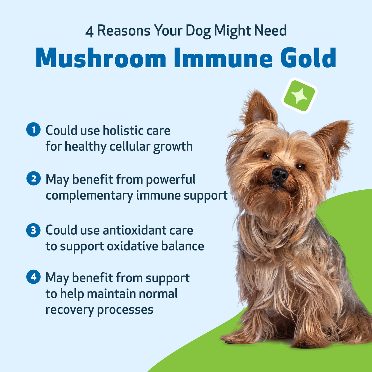 Dog immune support supplement kit for antioxidant balance and everyday holistic wellness, two liquid formulas