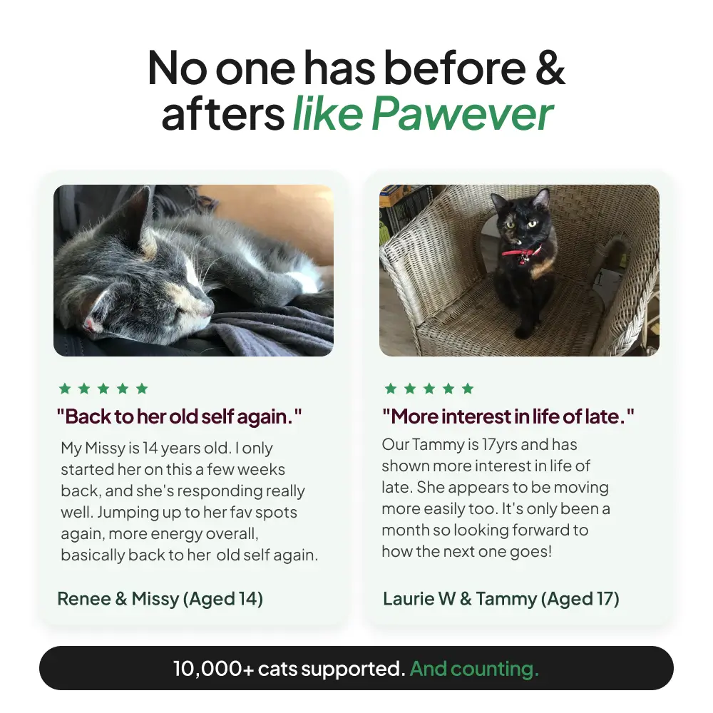 Cat Supplement product image 4