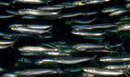 Whole Sardines for Pet Meals, Wild-Caught Gulf Fish for Omega-3, Protein and Everyday Skin & Coat Support