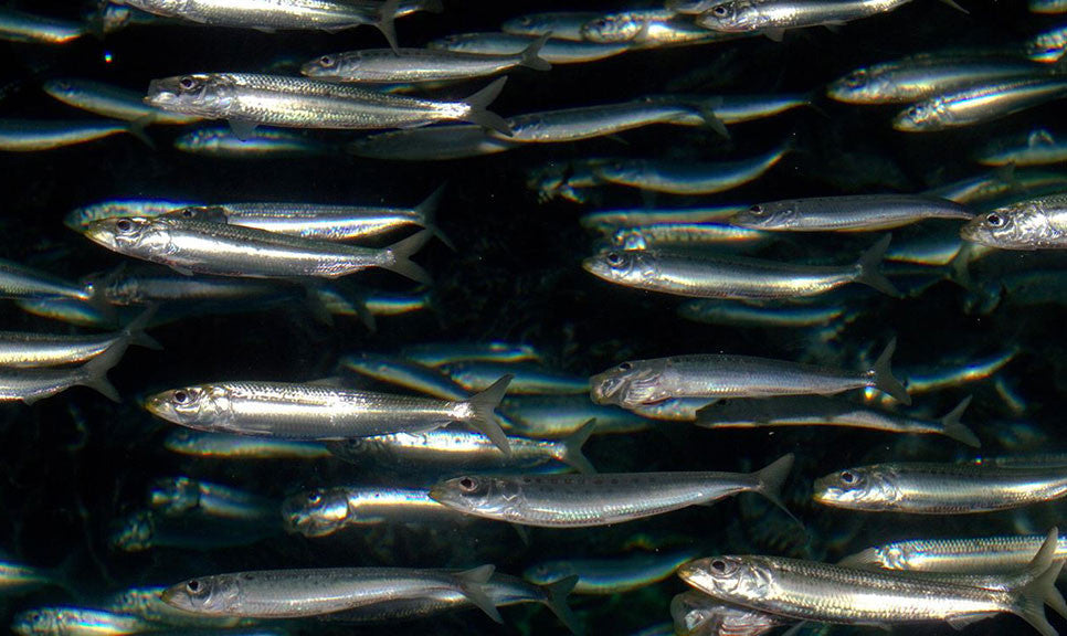 Whole Sardines for Pet Meals, Wild-Caught Gulf Fish for Omega-3, Protein and Everyday Skin & Coat Support