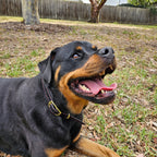 Leather Dog Collar for Strong, Comfortable Handling: Padded Veg-Tanned Design with Brass Hardware