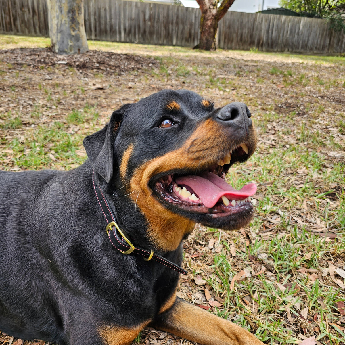 Leather Dog Collar for Strong, Comfortable Handling: Padded Veg-Tanned Design with Brass Hardware