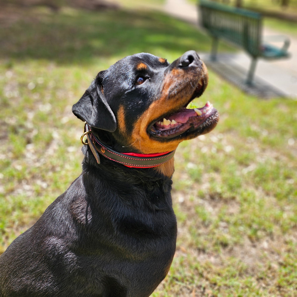 Leather Dog Collar for Strong, Comfortable Handling: Padded Veg-Tanned Design with Brass Hardware