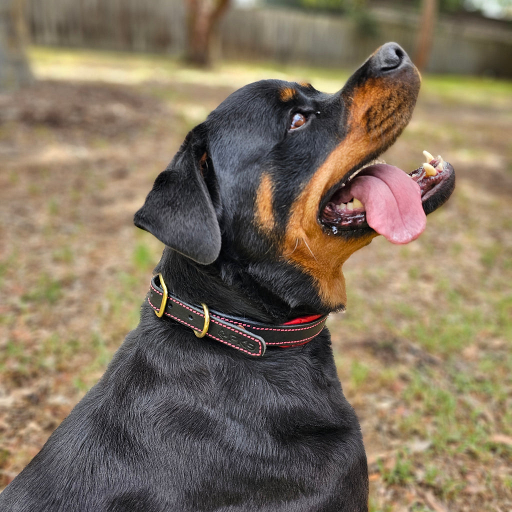 Leather Dog Collar for Strong, Comfortable Handling: Padded Veg-Tanned Design with Brass Hardware