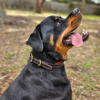 Leather Dog Collar for Strong, Comfortable Handling: Padded Veg-Tanned Design with Brass Hardware