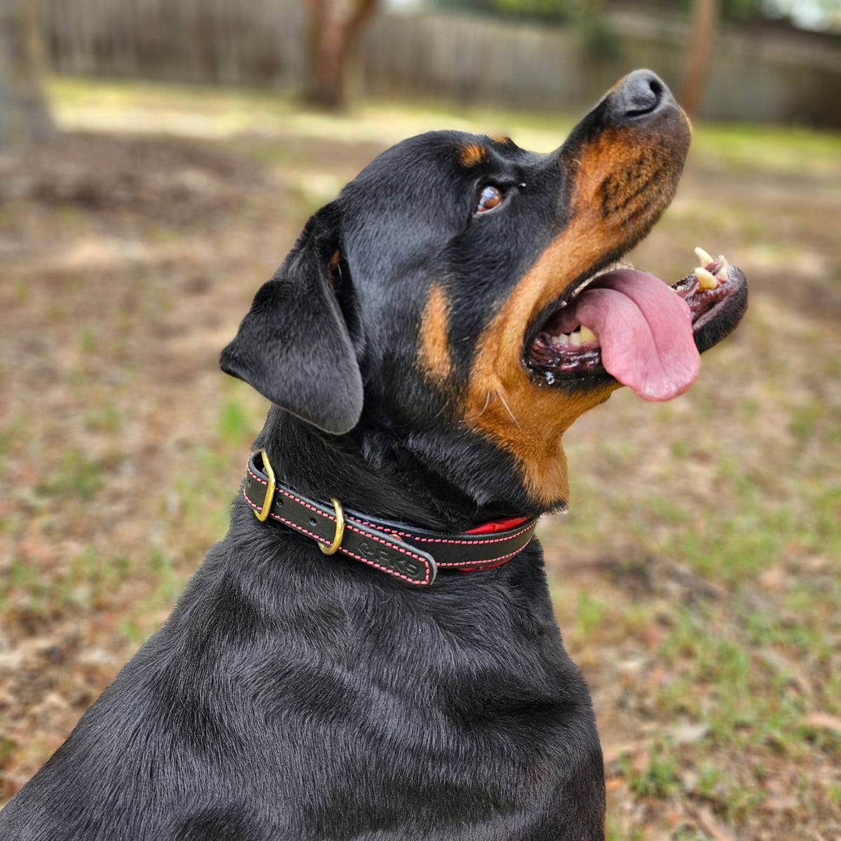 Leather Dog Collar for Strong, Comfortable Handling: Padded Veg-Tanned Design with Brass Hardware