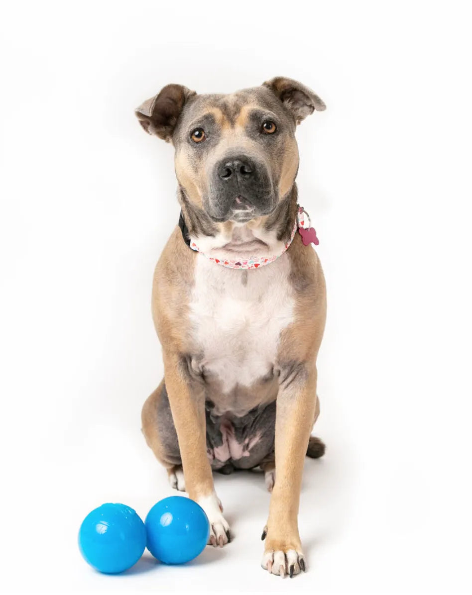 Dog Fetch Ball product image 1
