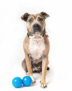 Dog Fetch Ball product image 1