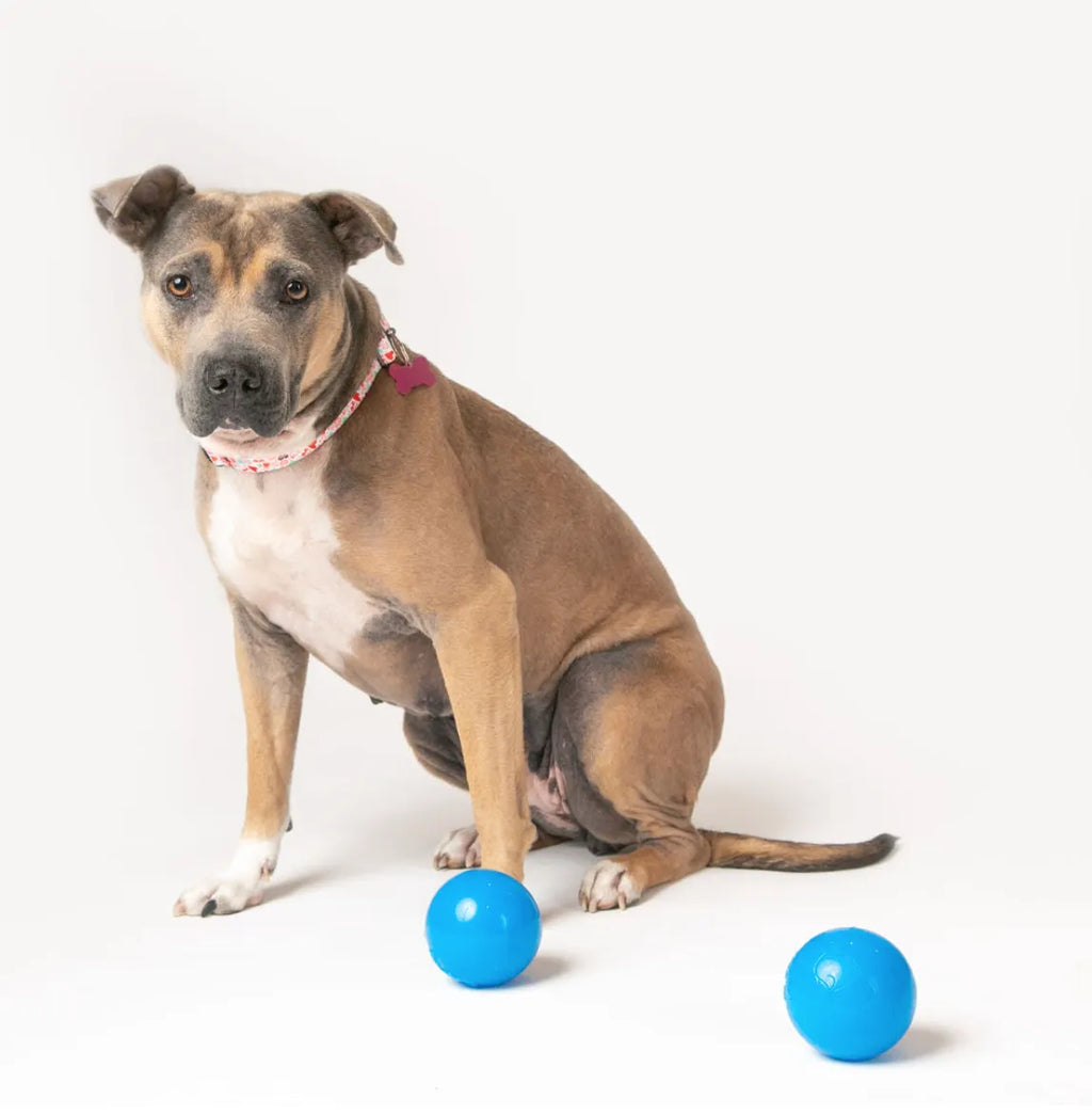 Dog Fetch Ball product image 3