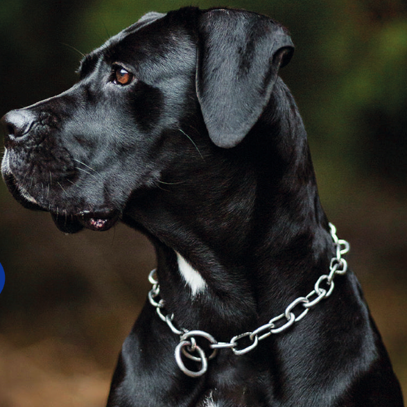 Long Link Dog Collar product image 2