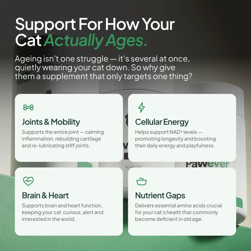 Cat Supplement product image 2