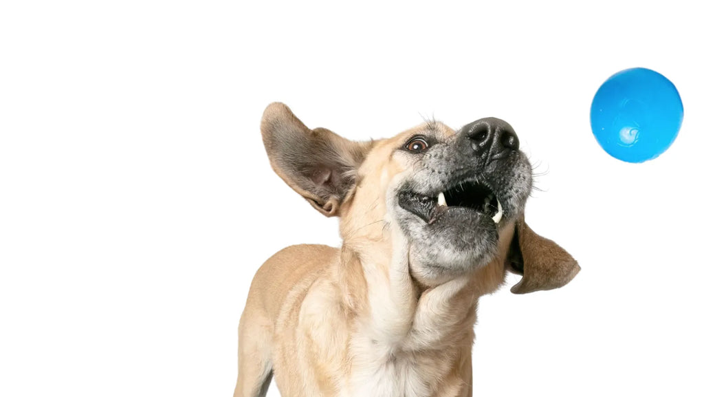Dog Fetch Ball product image 9