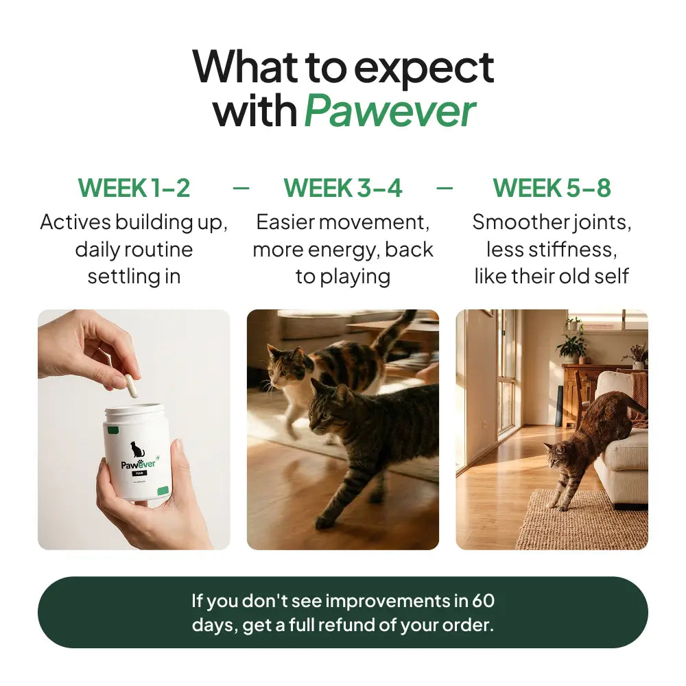 Cat Supplement product image 5