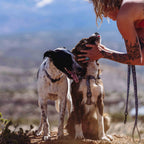 Dog Harness for Comfortable Everyday Walks, Small to XL Sizes for Daily Leash Time and Post-Walk Removal