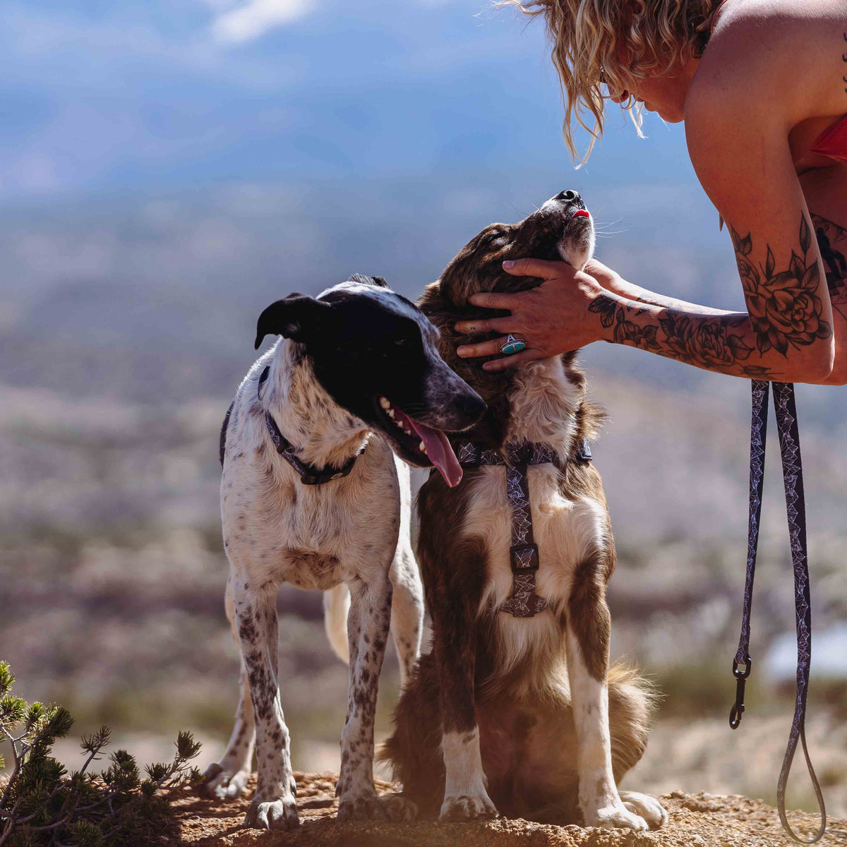 Dog Harness for Comfortable Everyday Walks, Small to XL Sizes for Daily Leash Time and Post-Walk Removal