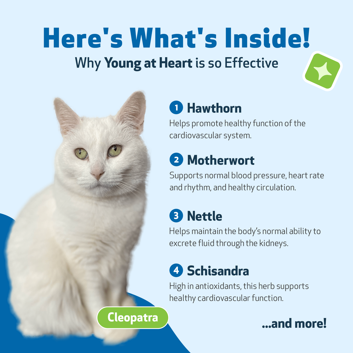 Cat Heart Supplement, Holistic Liquid Cardiovascular Support for Daily Feline Wellness: Bacon Flavor