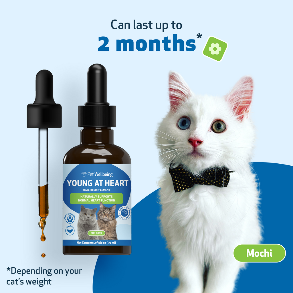 Cat Heart Supplement, Holistic Liquid Cardiovascular Support for Daily Feline Wellness: Bacon Flavor