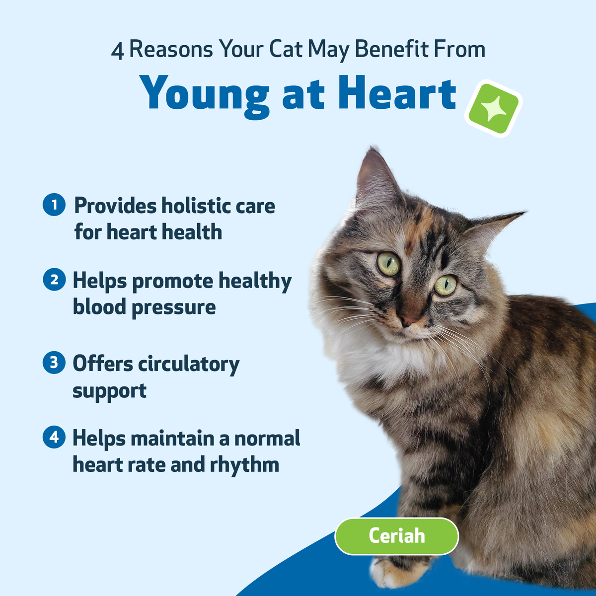 Cat Heart Supplement, Holistic Liquid Cardiovascular Support for Daily Feline Wellness: Bacon Flavor