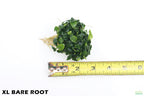 Live Anubias Nana Petite Aquarium Plant product image 5