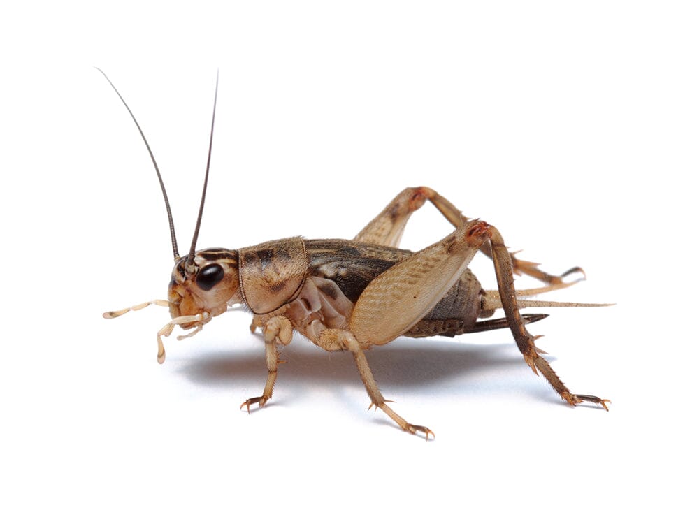 Live Banded Cricket Feeder Insects product image 1