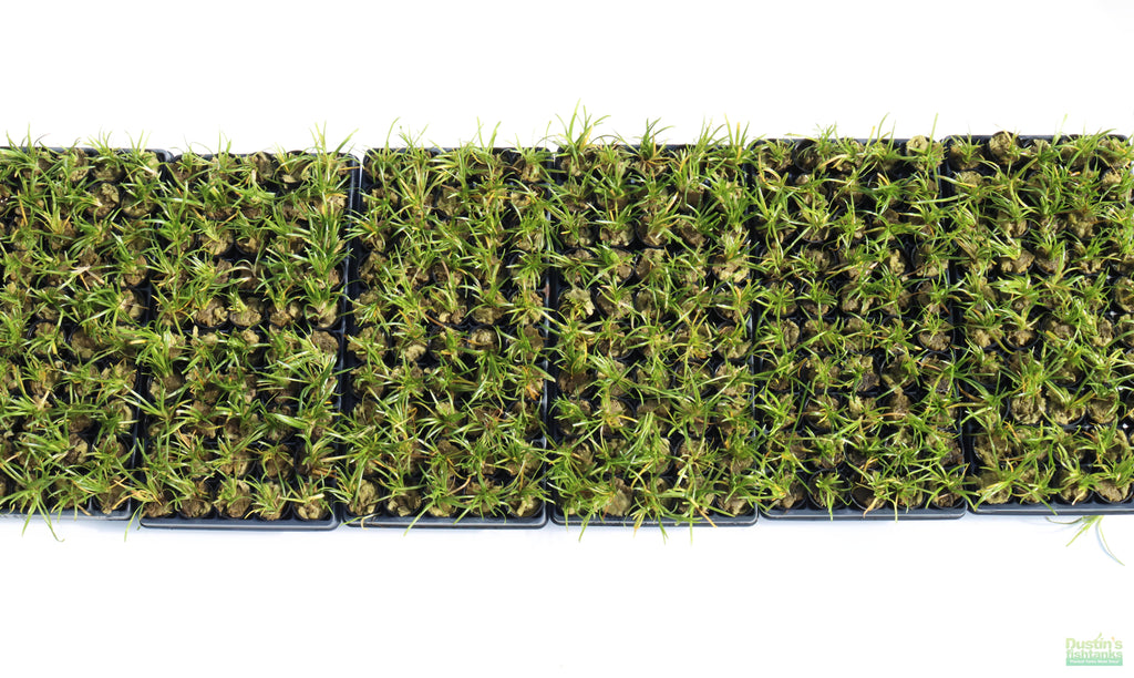 Live Dwarf Sagittaria Aquarium Plant product image 9