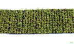 Live Dwarf Sagittaria Aquarium Plant product image 9