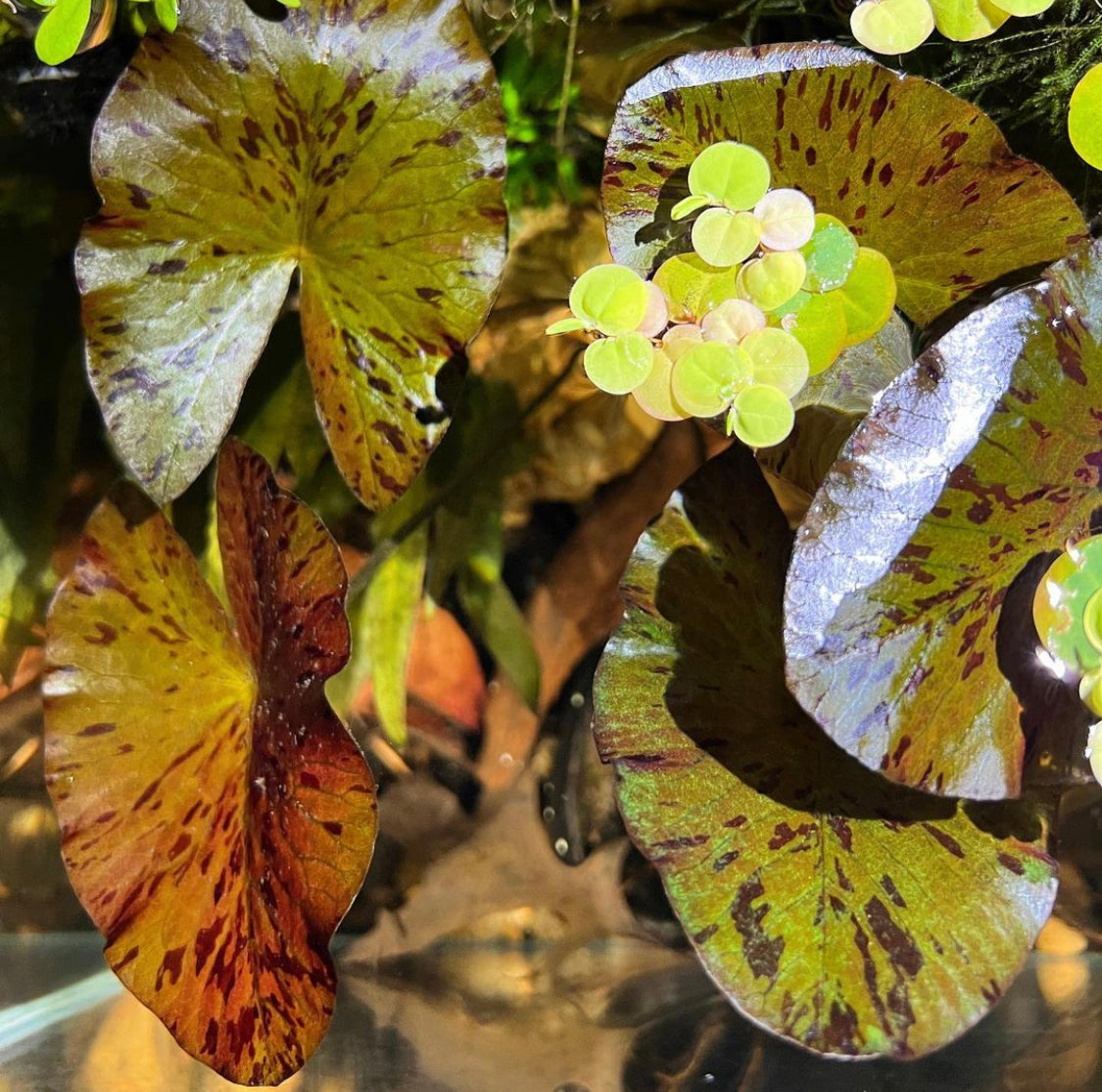 Live Tiger Lotus Aquarium Bulb product image 5