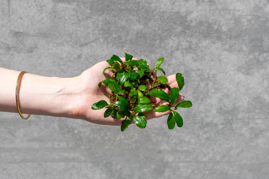 Live Bucephalandra Starter Pack product image 8