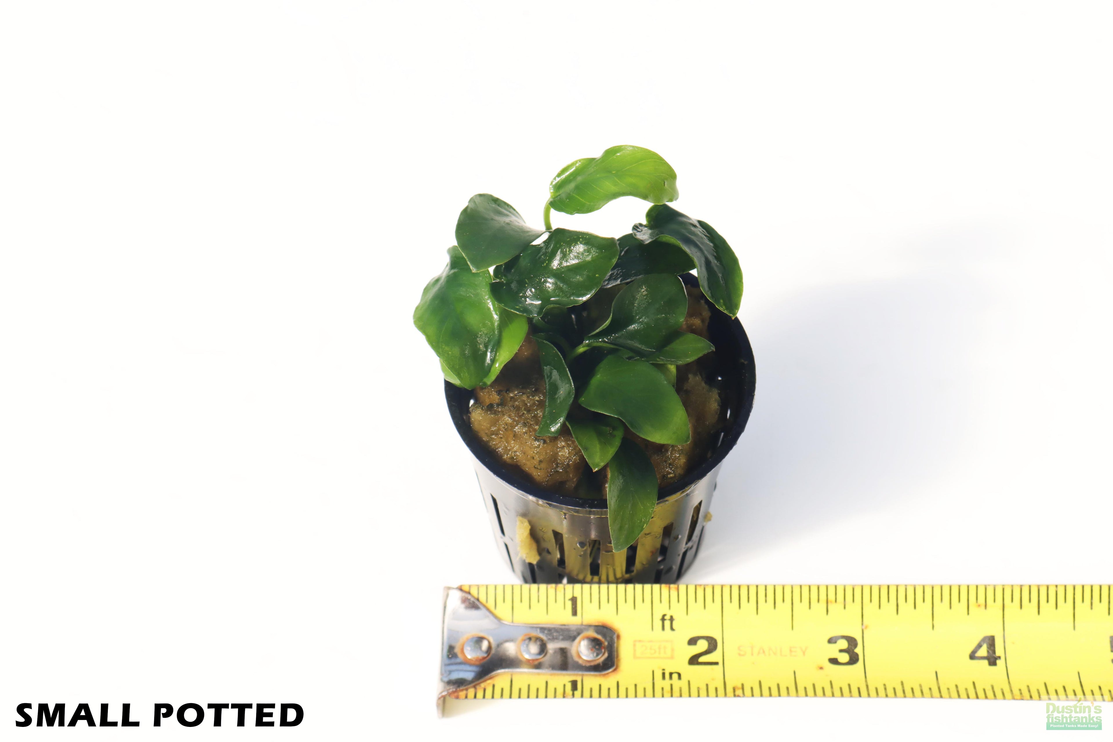 Live Anubias Nana Petite Aquarium Plant product image 10