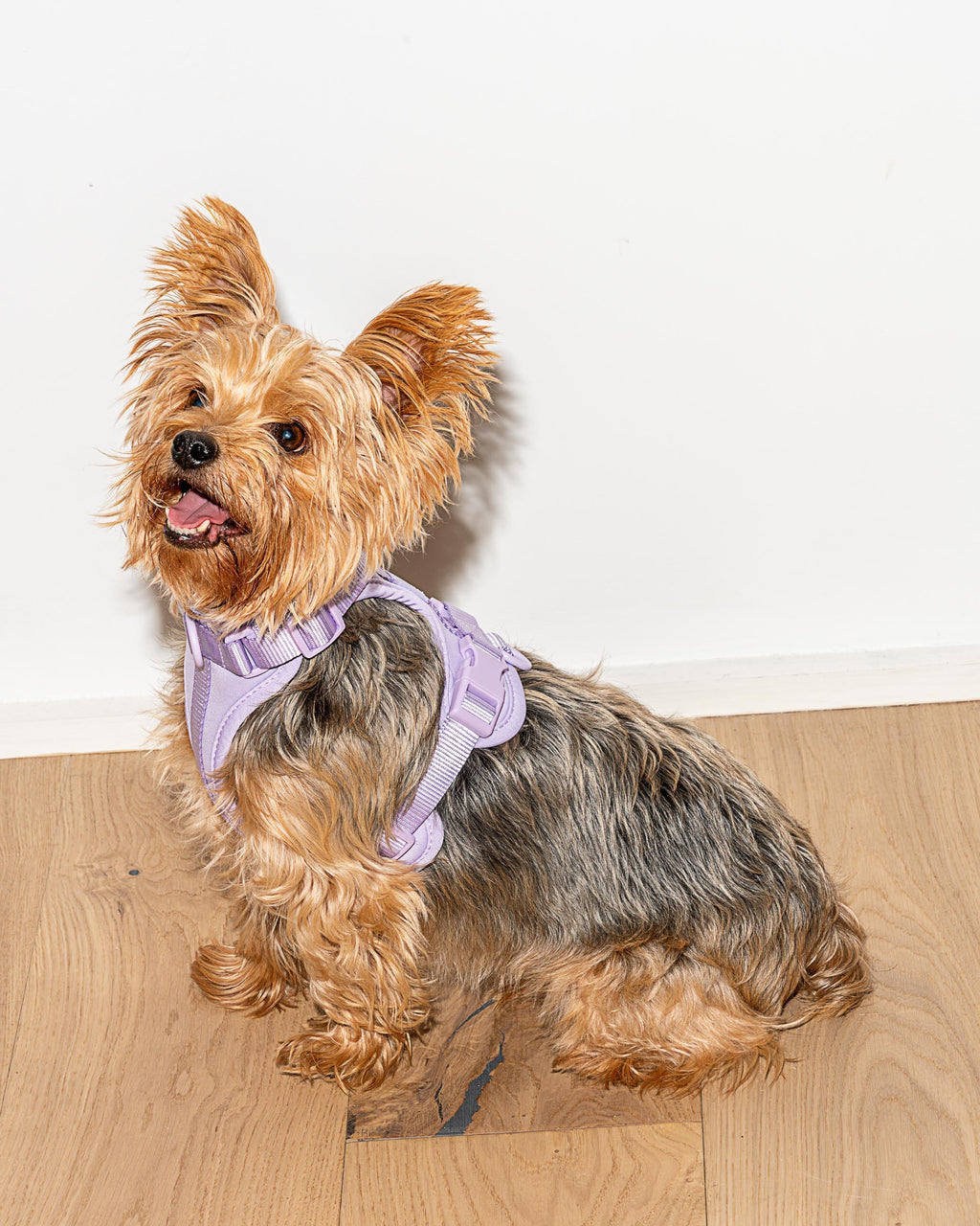 Cushioned No-Pull Dog Harness product image 28