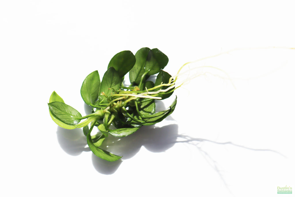 Live Anubias Nana Petite Aquarium Plant product image 19