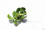 Live Anubias Nana Petite Aquarium Plant product image 19