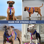 No-Pull Dog Harness Walking Set product image 42