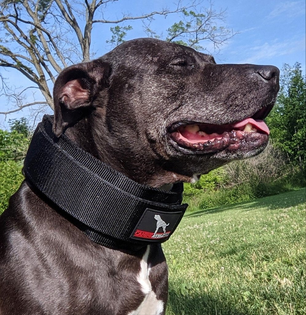 Weighted Working Dog Collar product image 7