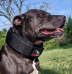 Weighted Working Dog Collar product image 7