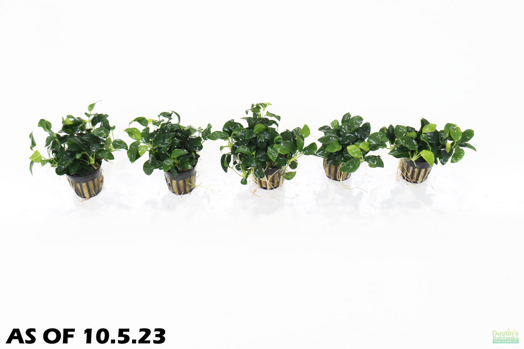 Live Anubias Nana Petite Aquarium Plant product image 14