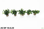 Live Anubias Nana Petite Aquarium Plant product image 14