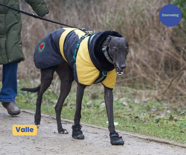 Greyhound and Whippet Dog Boots product image 32